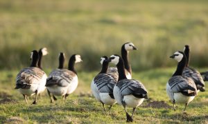 Ganzendag Krimpenerwaard een succes, jagers werken samen om ganzen te bejagen – Ijssel en lekstreek