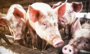 Afrikaanse varkenspest in Duitsland nu ook bij gehouden varkens