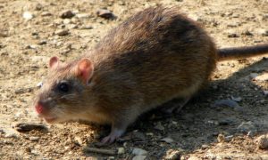 Met lege handen tegen ratten – De Telegraaf