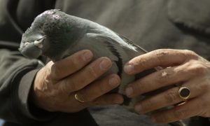 Vliegende ratten en hun broeders uit het bos – Reportage Jeroen Thijssen Buit 2 2019