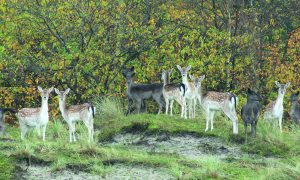 Eilandbewoners, Haringvreter herbergt uitdijende populatie damwild – De Nederlandse Jager 6, 2014