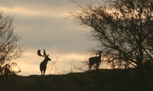 CDA wil dat provincie komende herfst damherten laat schieten – Leeuwarder Courant