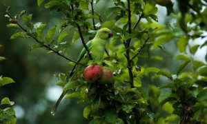 Halsbandparkiet drijft fruittelers tot wanhoop – De Volkskrant