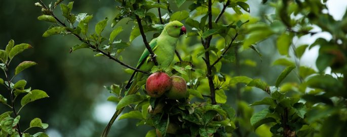 Week van de invasieve Exoten