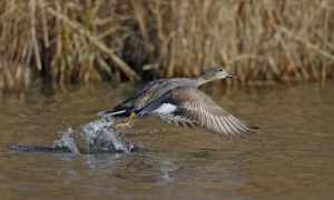 Vogelgriep teistert nog altijd het land – maatregelen blijven van kracht