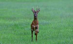 Jager zoekt uren naar aangereden ree