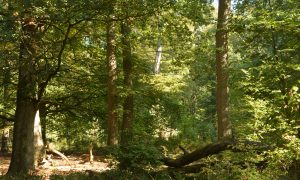 Naar een natuurlijker bos – sleutelrol voor de jacht – De Jager augustus 2019