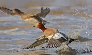 Bijeenkomst Waterfowlers’ Network: wat gebeurt er in andere landen?