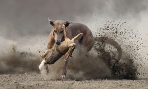 Stroper gepakt die met ‘lange honden’ op grote schaal hazen, konijnen en reeën afslachtte – De Gelderlander