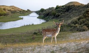 Ondanks afschieten nog steeds veel te veel damherten in Waterleidingduinen – Het Parool