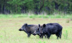 Jagers in deelstaat Rheinland-Pfalz schieten recordaantal wilde zwijnen