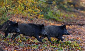 Update Afrikaanse Varkenspest 16/1/2020: Beieren verhoogt subsidies voor afschot wilde zwijnen