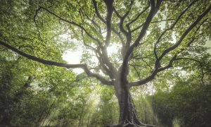 Nederlandse verkiezing van De Boom van het Jaar is van start gegaan