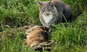 Minister beantwoordt vragen D66 over predatie van katten