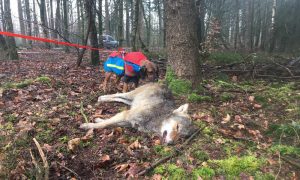 Wolf doodgereden op Noord-Veluwe