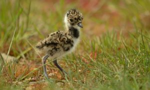 Motie D66 Overijssel voor brede aanpak predatie bij weidevogels aangenomen