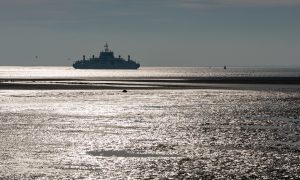 Reeën steken wad over naar Ameland