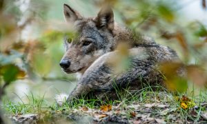 Unieke beelden van wolvin op de Veluwe – NOS