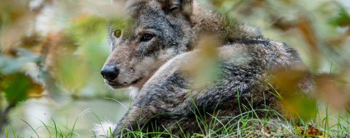 Junior Jagers Webinar ‘De wolf en zijn invloed op (rood)wild’