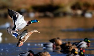 Persbericht – Jagersvereniging start onderzoek nestsucces wilde eend