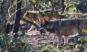 Laatste nieuws over de wolf in Nederland