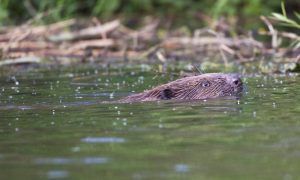 Bever met hazenpest ontdekt in Limburg – DWHC