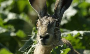 Jagersvereniging geraadpleegd bij radioprogramma Vroege Vogels