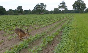 Persbericht – Onderzoek Jagersvereniging: voederbietenteelt meerwaarde voor fauna in vergelijking met snijmais