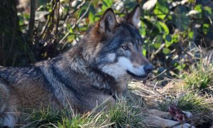 Geen plaats meer in de herberg voor de wolf – Friesch Dagblad