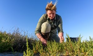 Als je eenmaal uit de natuur eet, is er geen weg terug – NRC