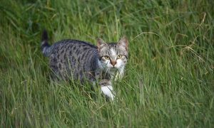 Opnieuw Kamervragen D66 over effect katten op natuur