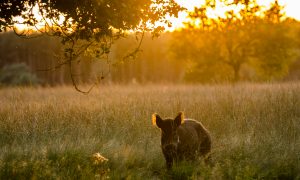 Eerste Drentse rotte wilde zwijnen verstopt zich in maisveld bij Beilen. Provincie Drenthe opent de jacht – Dagblad van het Noorden