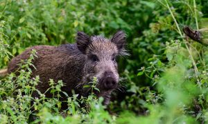 Eerste geval Afrikaanse varkenspest in Duitsland bevestigd