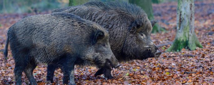 Wildlife diseases going viral