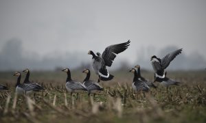 Uitbraak vogelgriep Lutjegast: gedeeltelijk jachtverbod op wilde watervogels