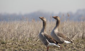 Jacht en verspreiding van vogelgriep – Brief aan het ministerie van Economische Zaken