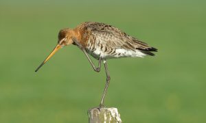 Situatie voor boerenlandvogels is onverbeterd