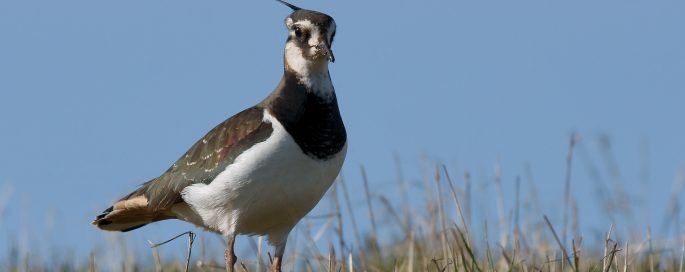 Digitaal weidevogelcafé Gedragsherkenning broedparen