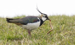 Initiatiefnota CDA: ‘Weidse blik op weidevogels’