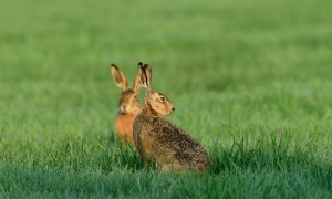 Persbericht – Hazenpopulatie toont zich veerkrachtig