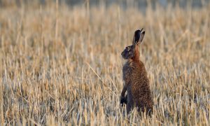 Campagne Dierenbescherming strandt in verschillende provincies