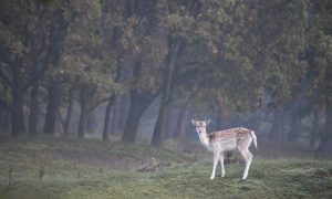 Wereldprimeur: ter plaatse, in de natuur, damherten steriliseren – NOS