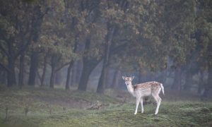 Wereldprimeur: ter plaatse, in de natuur, damherten steriliseren – NOS