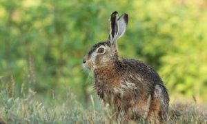 Persbericht – Haas en konijn redden zich goed in landelijk gebied