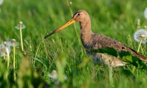 Broedsucces van weidevogels sterk onder druk door predatie