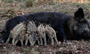 Te veel wilde zwijnen op Veluwe