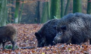 Zwijn ontsnapt aan jager door topdrukte Veluwe – Trouw