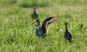 CDA-motie in Friesland over weidevogelbeheer met ruime meerderheid aangenomen