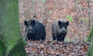 Ministerie LNV en provincies hebben uitzondering avondklok voor noodzakelijke bejaging wilde zwijnen uitgewerkt, lichtbakken nog niet mogelijk