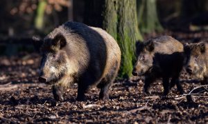 Minder wilde zwijnen afgeschoten door coronamaatregelen – Nieuwe Oogst